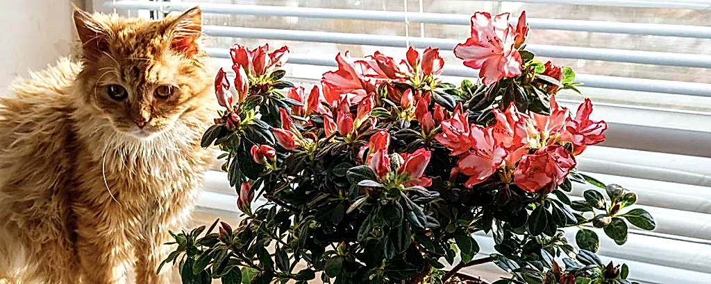 yaz kış dayanıklı balkon çiçekleri