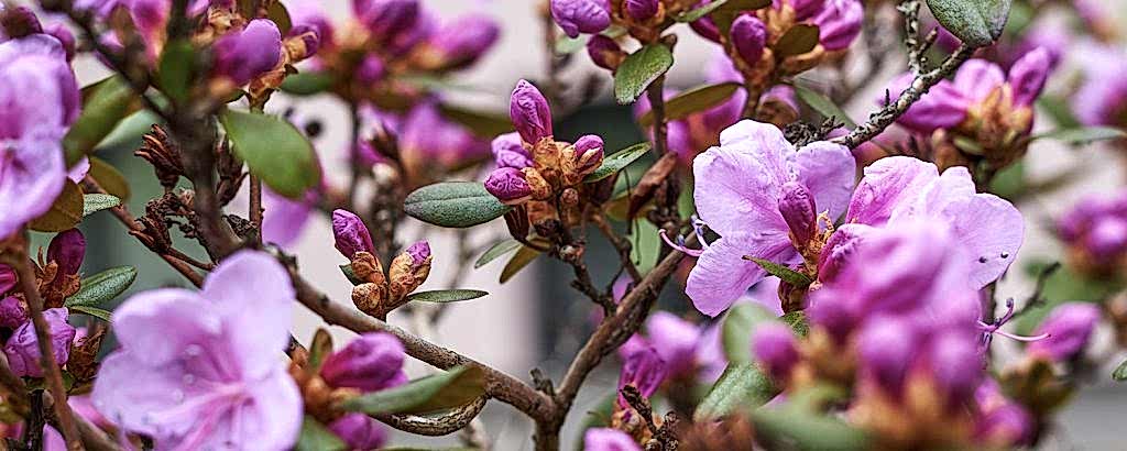 yaz kış kurumayan çiçekler