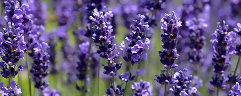 yaz kış açan çiçekler