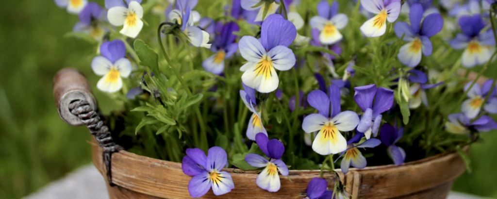 yaz kış kurumayan bahçe çiçekleri