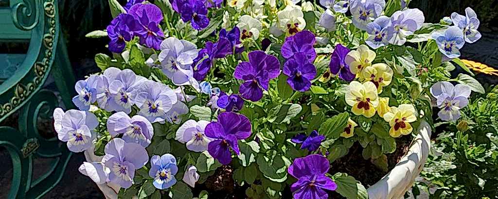 yaz kış kurumayan 4 mevsim açan çiçekler